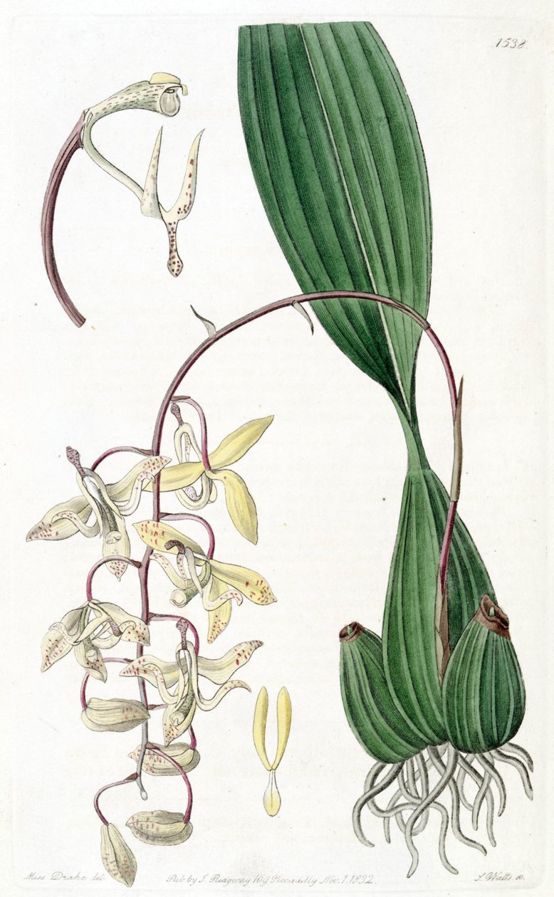 Cirrhaea loddigesii 作： ミス・ドレイク