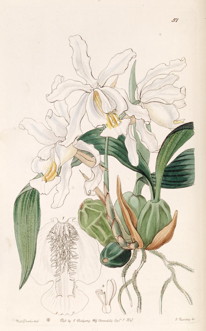 Coelogyne cristata 作： ミス・ドレイク