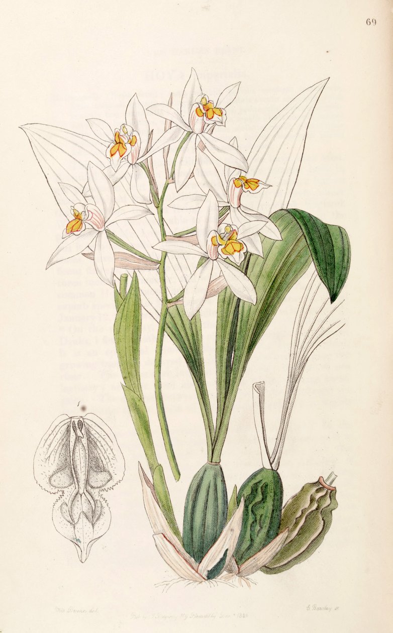 Coelogyne nitida（syn。Coelogyne ochraceaとして） 作： ミス・ドレイク