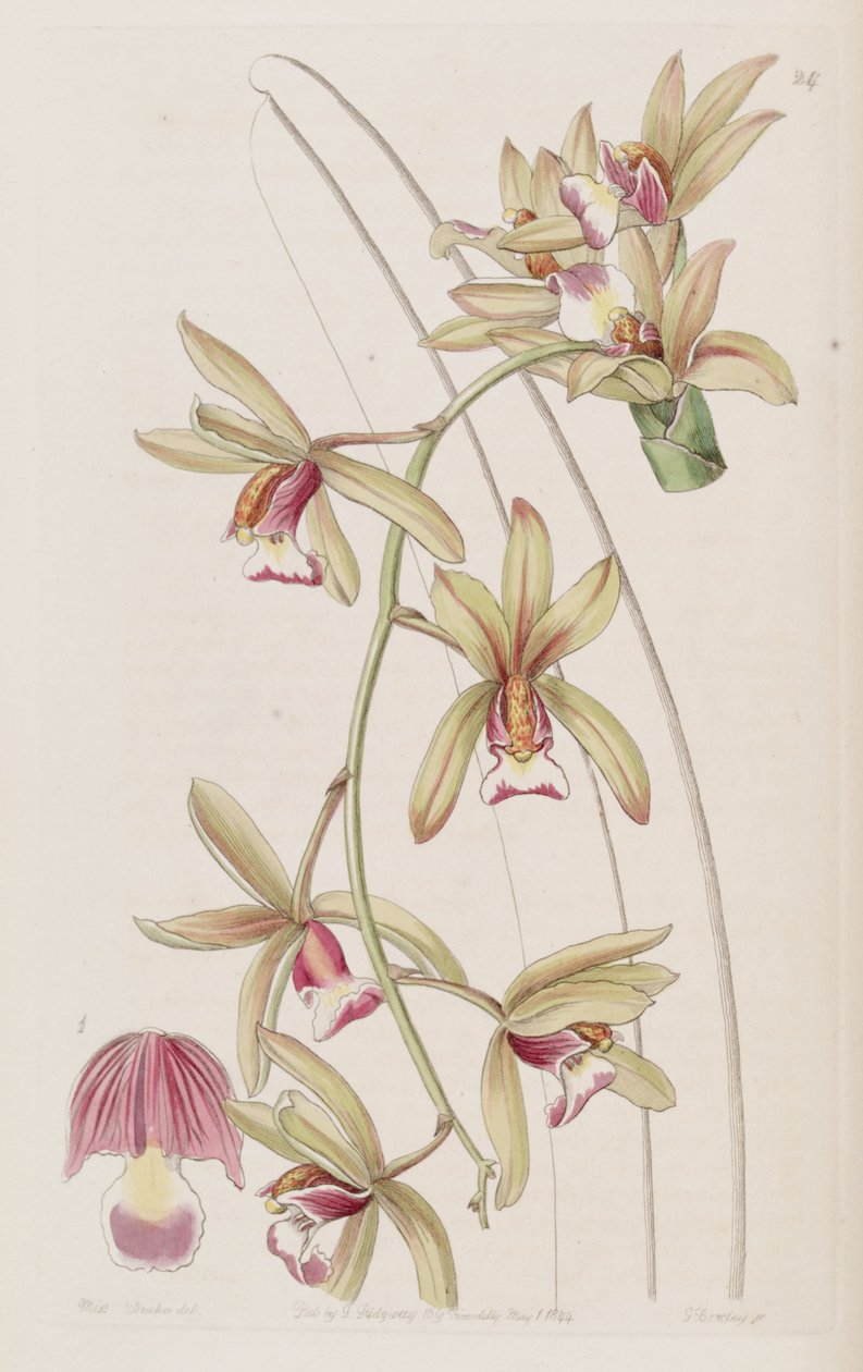 Cymbidium aloifolium（syn。Cymbidium pendulum var。brevilabreとして） 作： ミス・ドレイク
