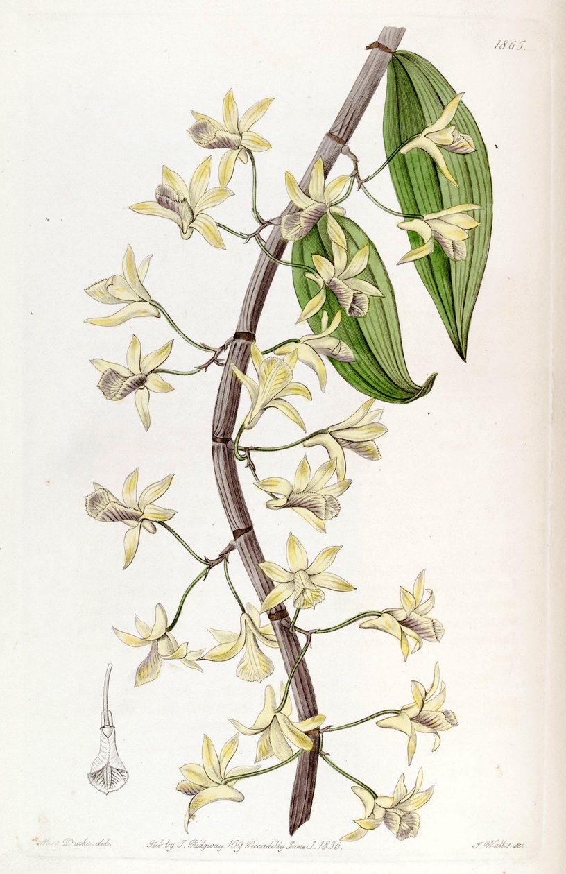 Dendrobium aphyllum（syn。Dendrobium macrostachyumとして） 作： ミス・ドレイク