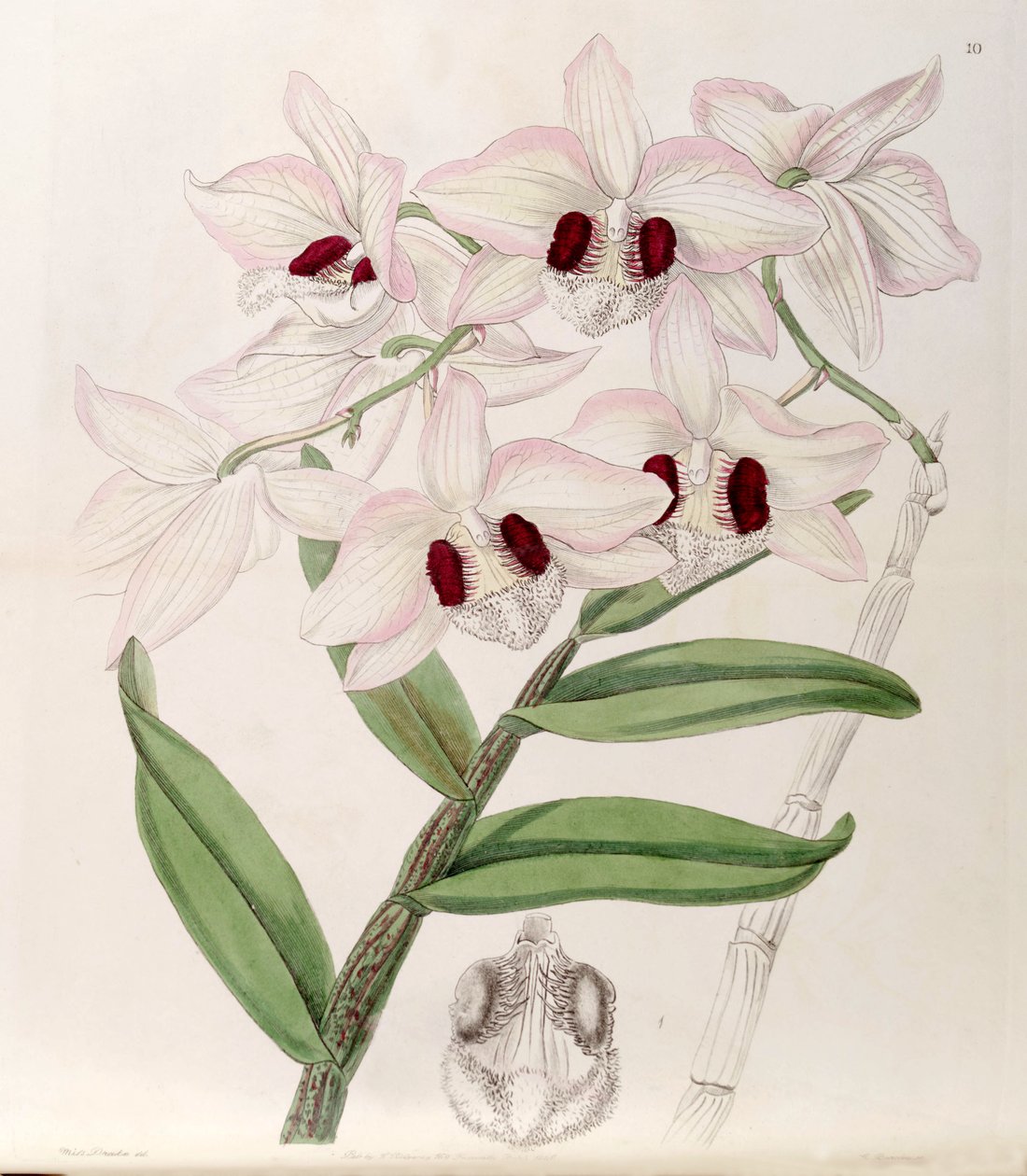 Dendrobium pulchellum（syn。Dendrobium dalhousieanumとして） 作： ミス・ドレイク