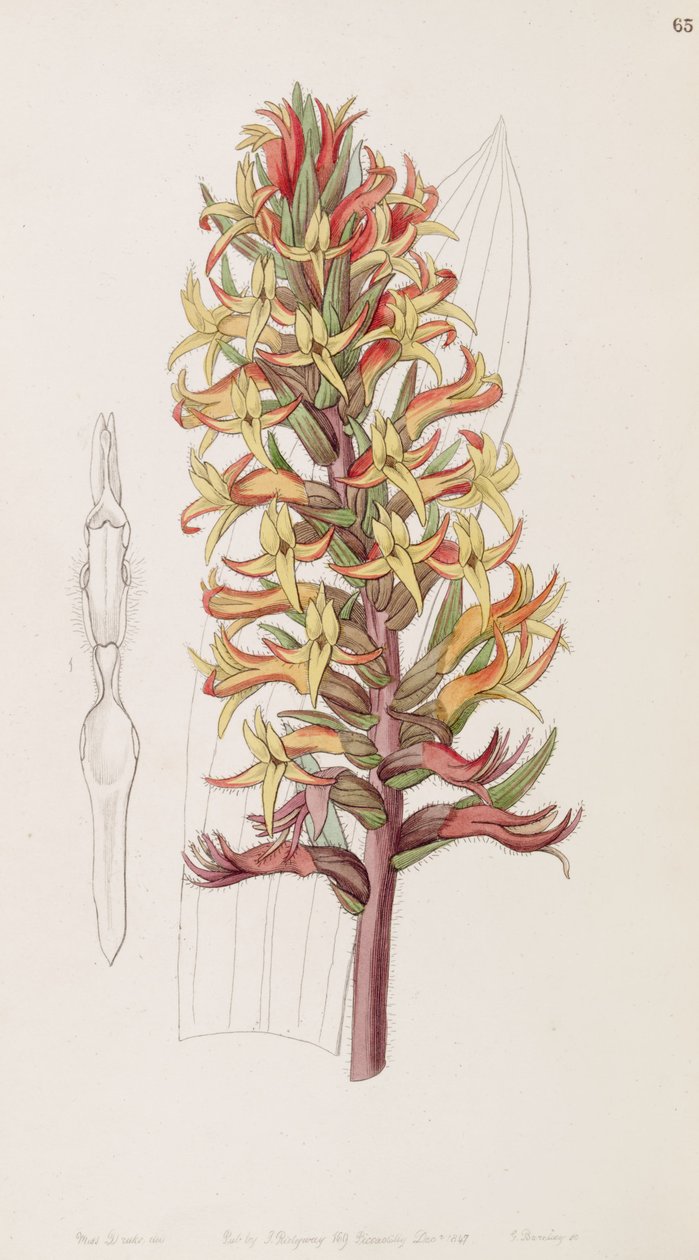 Dichromanthus cinnabarinus（syn。Stenorrhynchos cinnabarinumとして、リンドリーによってStenorhynchus cinnabarinusと表記）） 作： ミス・ドレイク