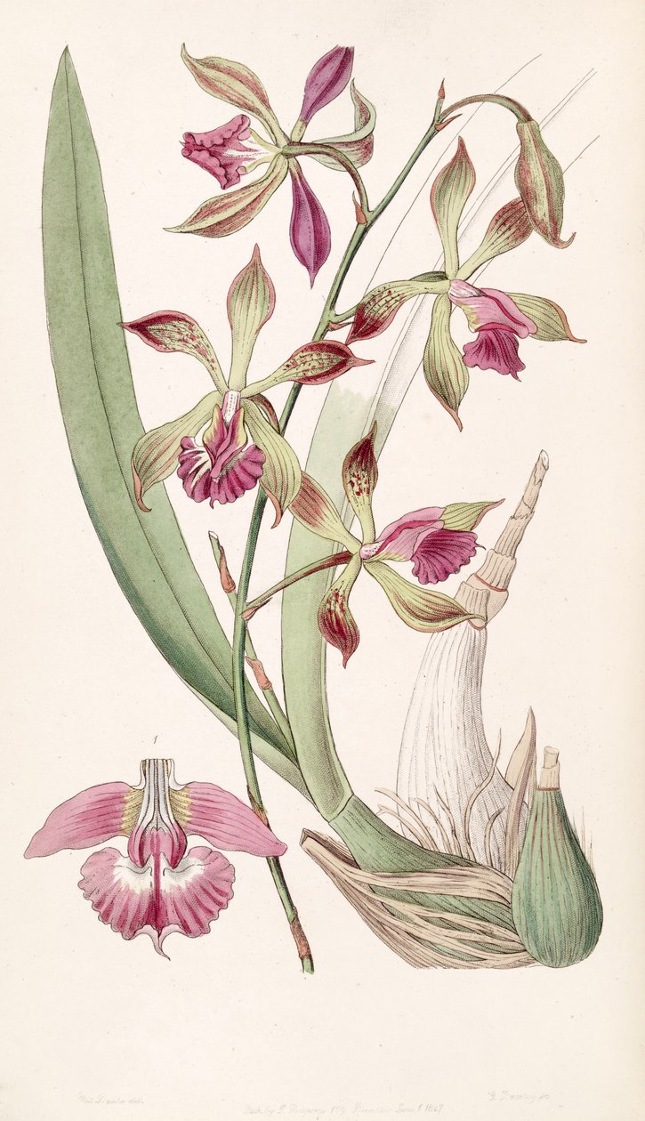 Encyclia plicata（syn。Epidendrum plicatumとして） 作： ミス・ドレイク