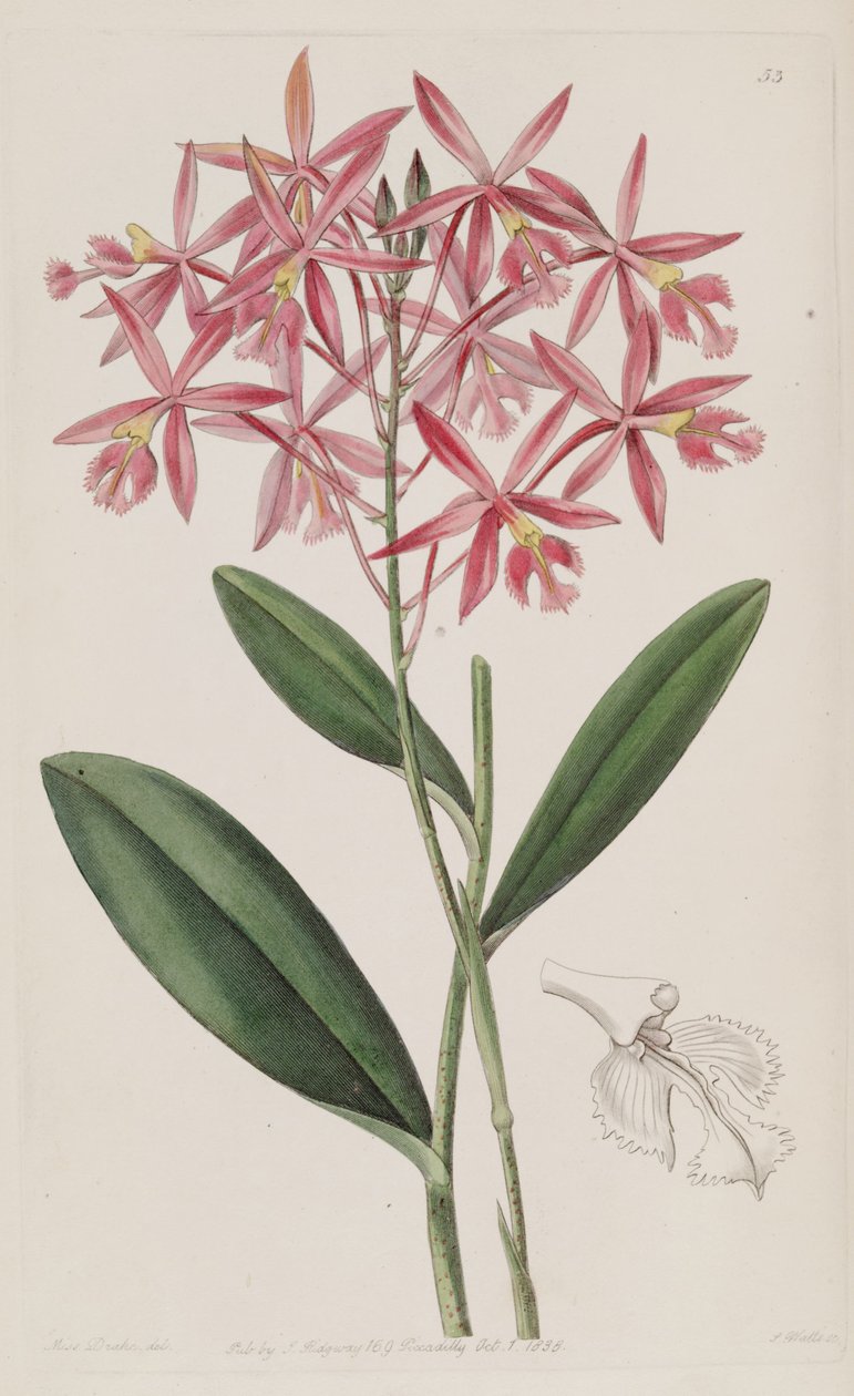 Epidendrum macrocarpum（syn。Epidendrum schomburgkiiとして） 作： ミス・ドレイク
