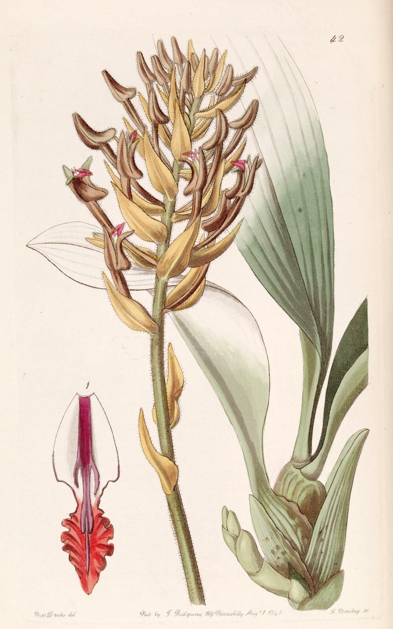 Eria ornata (as syn. Eria armeniaca) 作： ミス・ドレイク