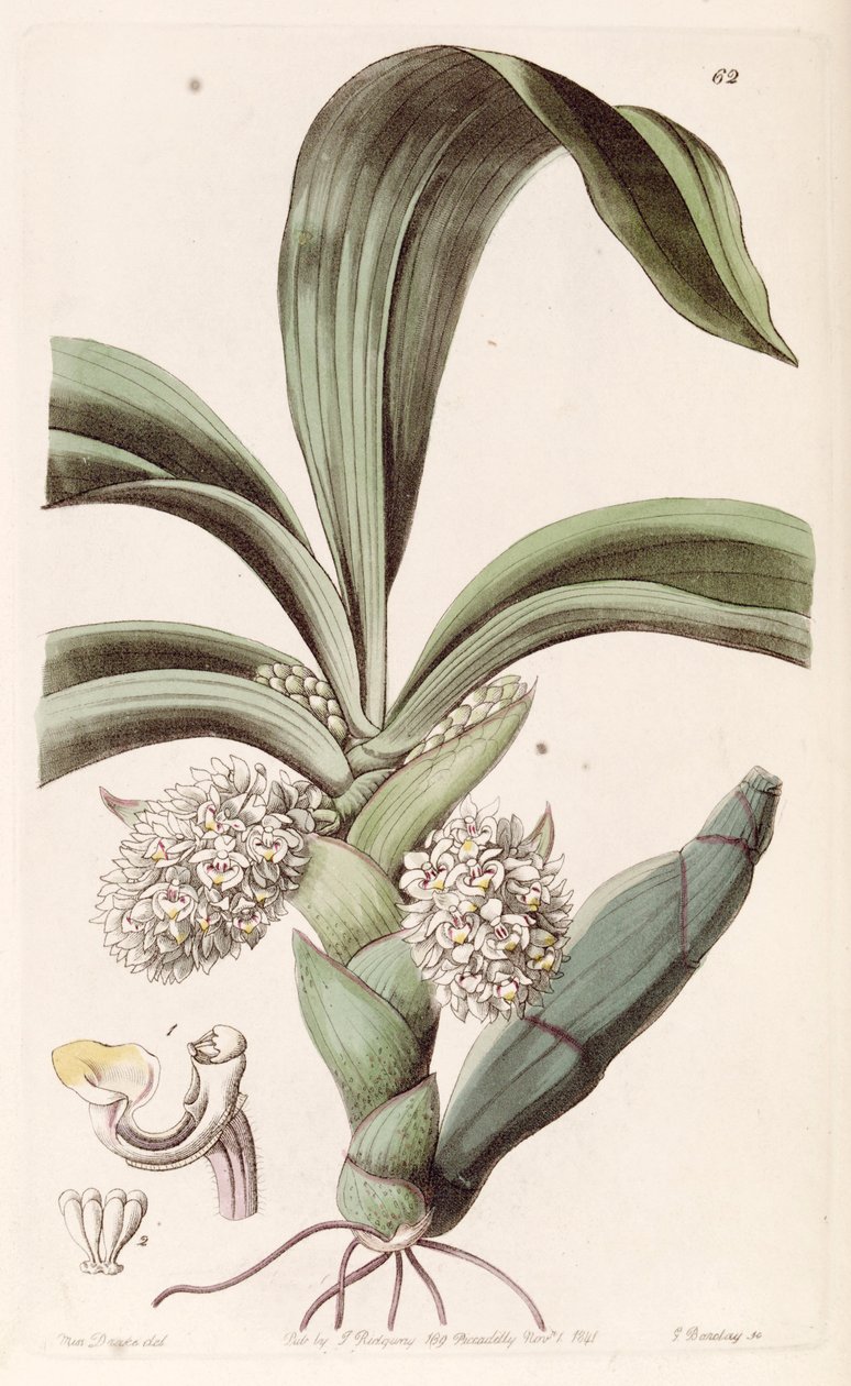Eria spicata (as syn. Eria convallarioides) 作： ミス・ドレイク