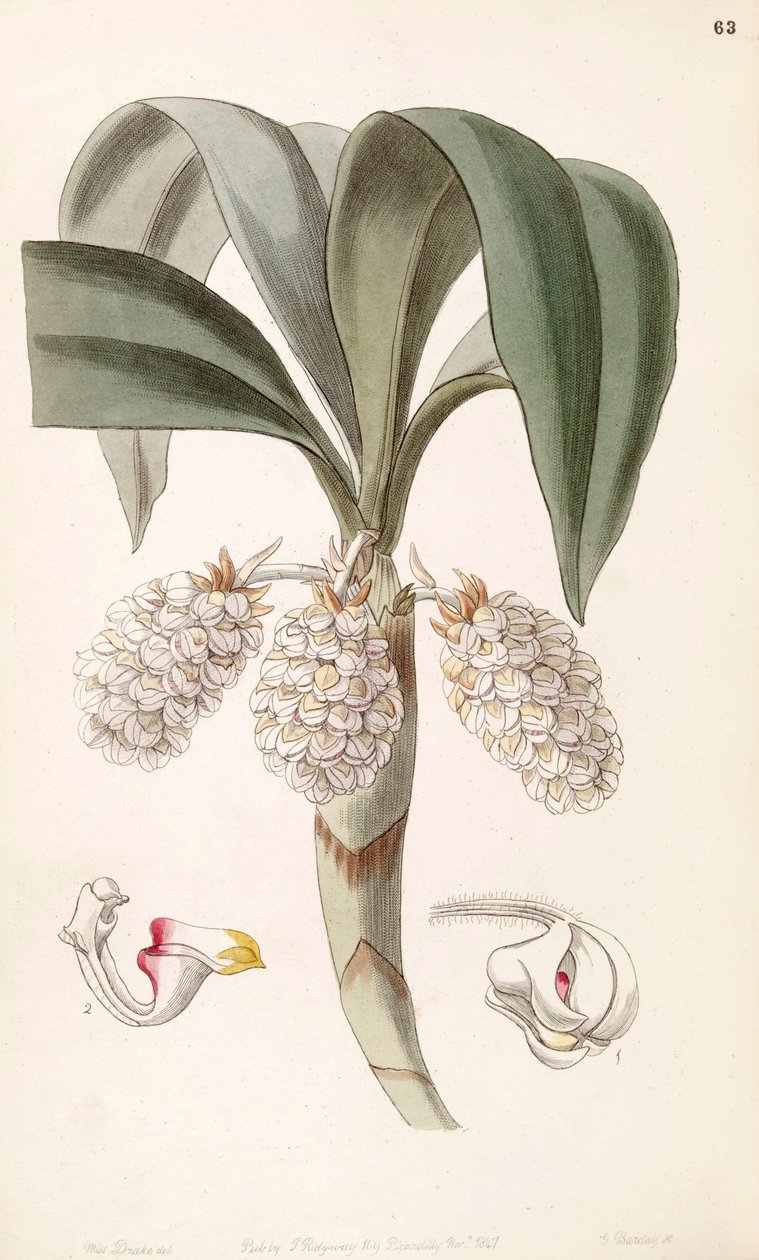 Eria spicata (as syn. Eria convallarioides) 作： ミス・ドレイク