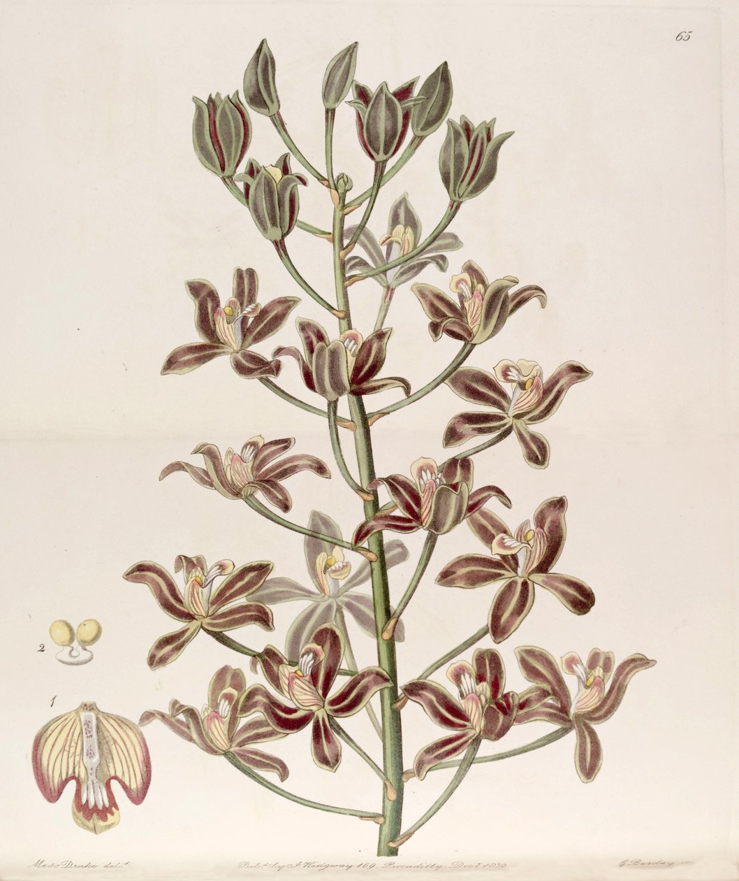 Grammatophyllum multiflorum 作： ミス・ドレイク