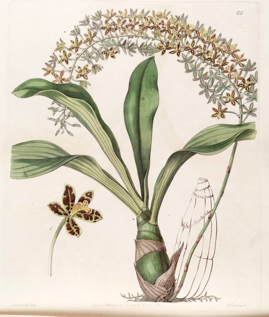 Grammatophyllum書かれたssp。書かれた（syn。Grammatophyllum multiflorum var。tigrinum） 作： ミス・ドレイク