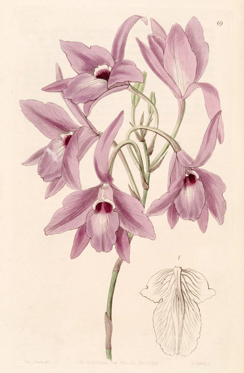 Laelia rubescens（syn。Laelia peduncularisとして） 作： ミス・ドレイク