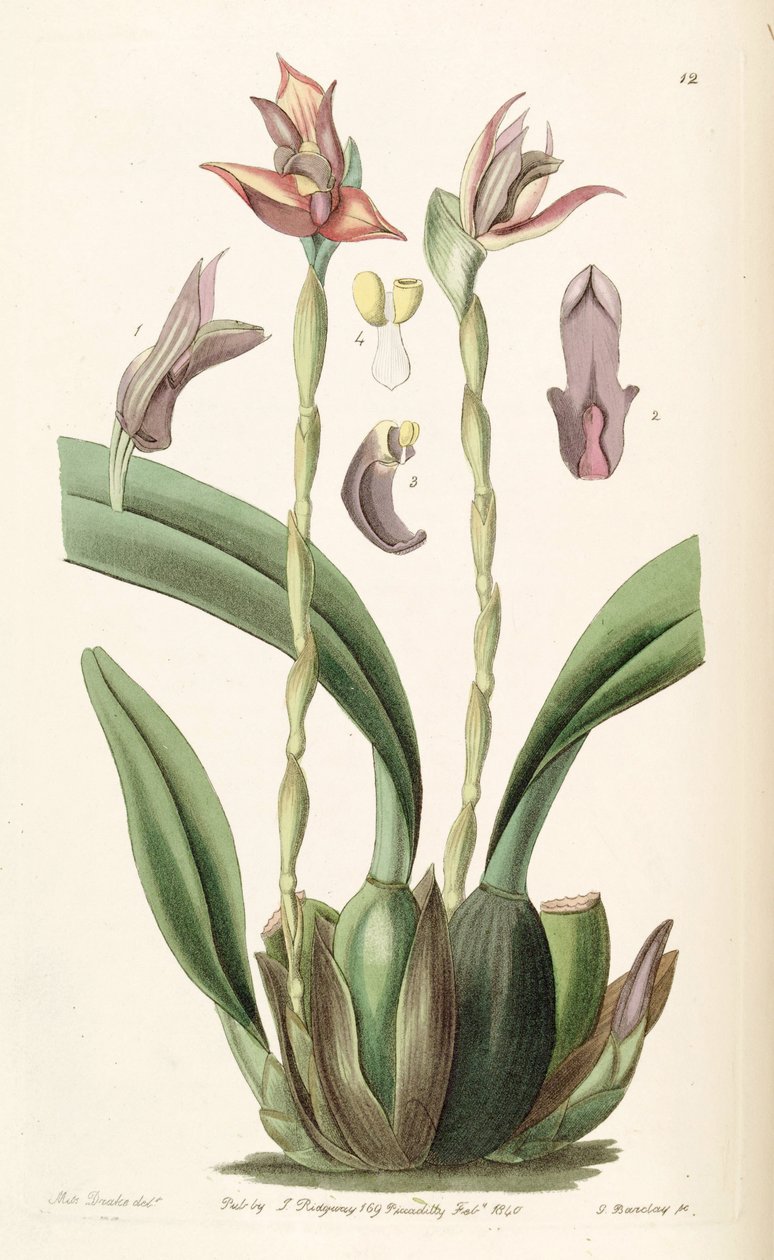 Maxillaria cucullata 作： ミス・ドレイク