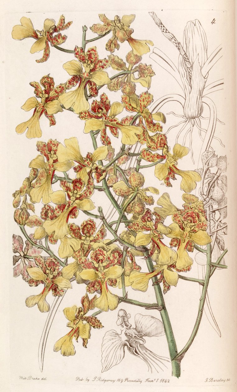 Oncidium cebolletaまたはTrichocentrum cebolleta（syn。Oncidium longifoliumとして） 作： ミス・ドレイク