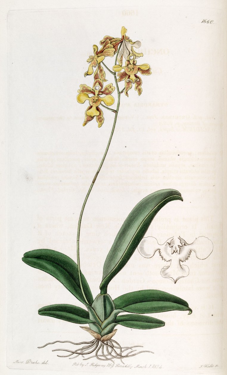 Oncidium ciliatum 作： ミス・ドレイク