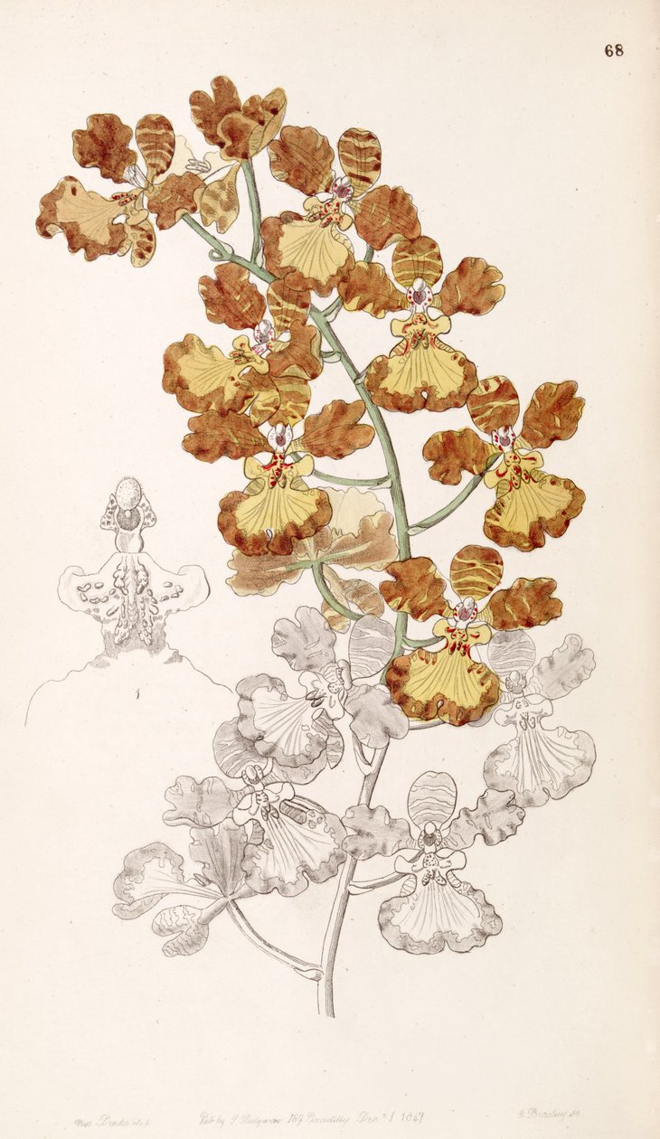 Oncidium gardneri（syn。Oncidium curtumとして） 作： ミス・ドレイク