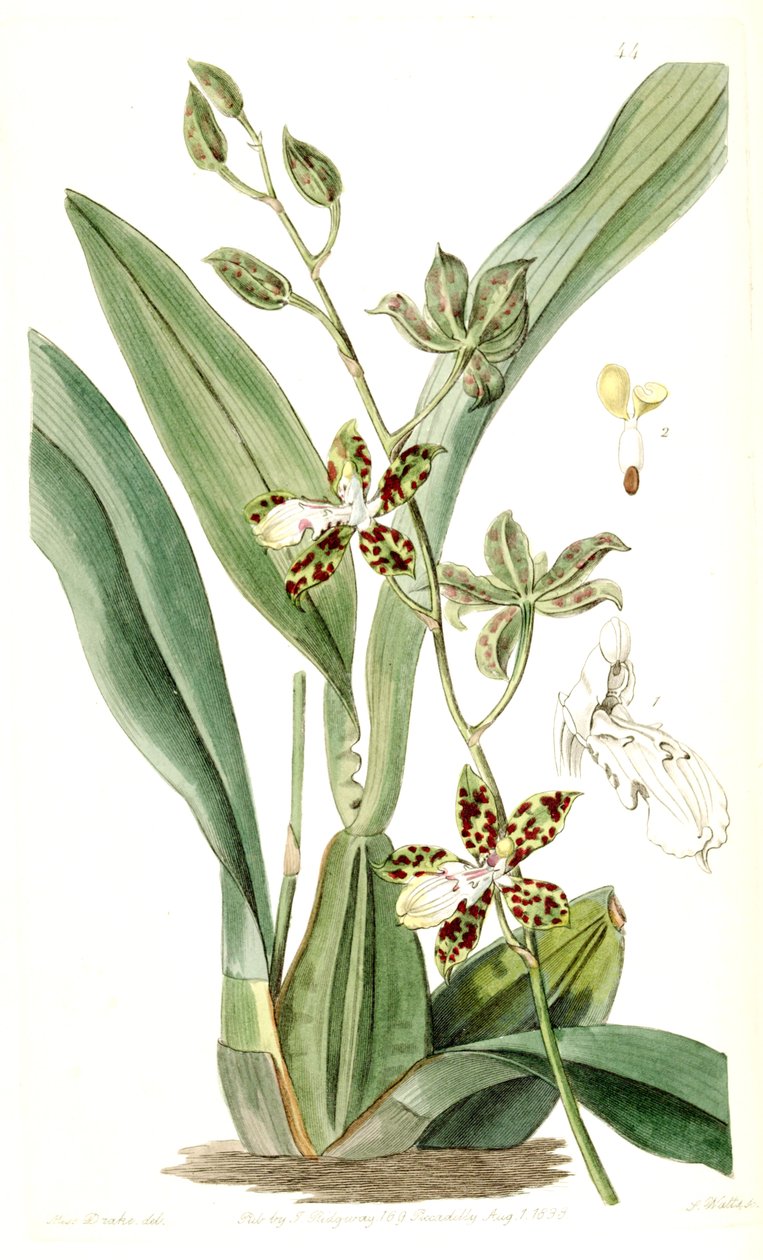 Oncidium maculatum（同種のCyrtochilum maculatumとして） 作： ミス・ドレイク