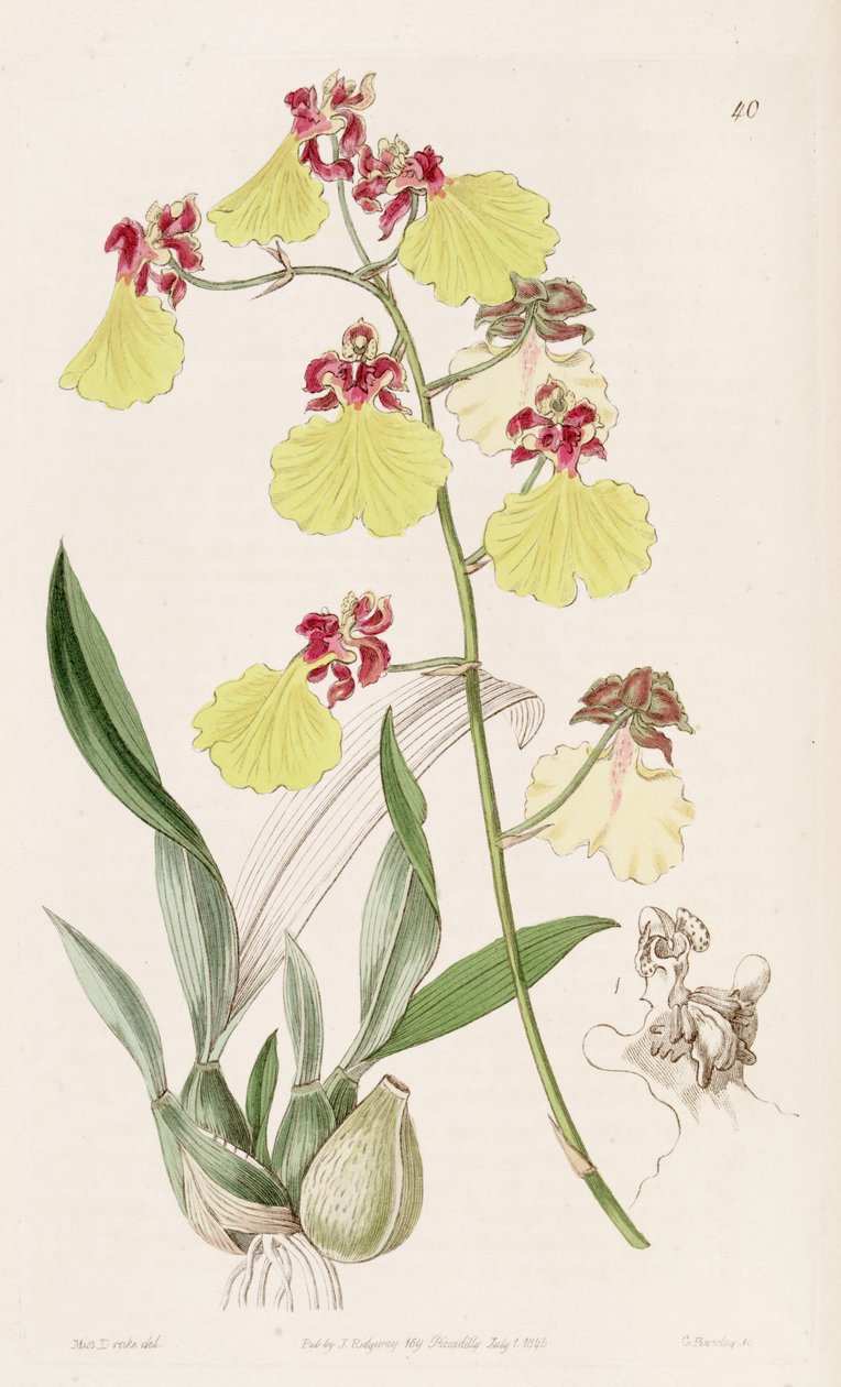 Oncidium spilopterum 作： ミス・ドレイク