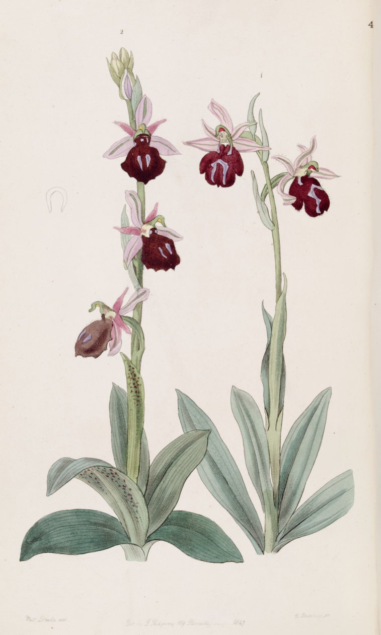 Ophrys ferrum-equinum（左、図2）およびOphrys bombyliflora（syn。Ophrys tabaniferaとして）（右、図1） 作： ミス・ドレイク