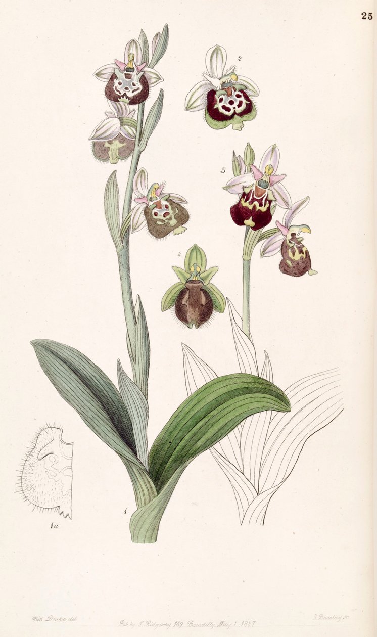 Ophrys fucifloraまたはOphrys holoserica 作： ミス・ドレイク