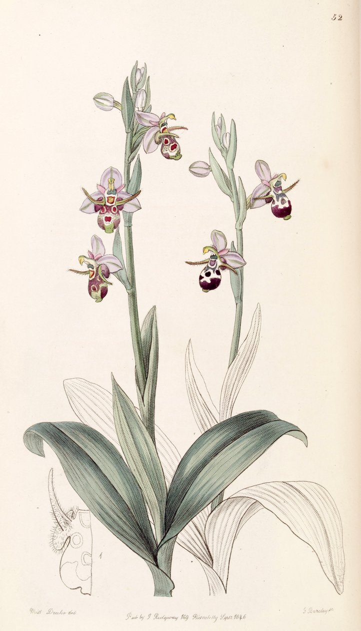 Ophrys scolopax subsp。 cornuta（syn。Ophrys cornutaとして） 作： ミス・ドレイク