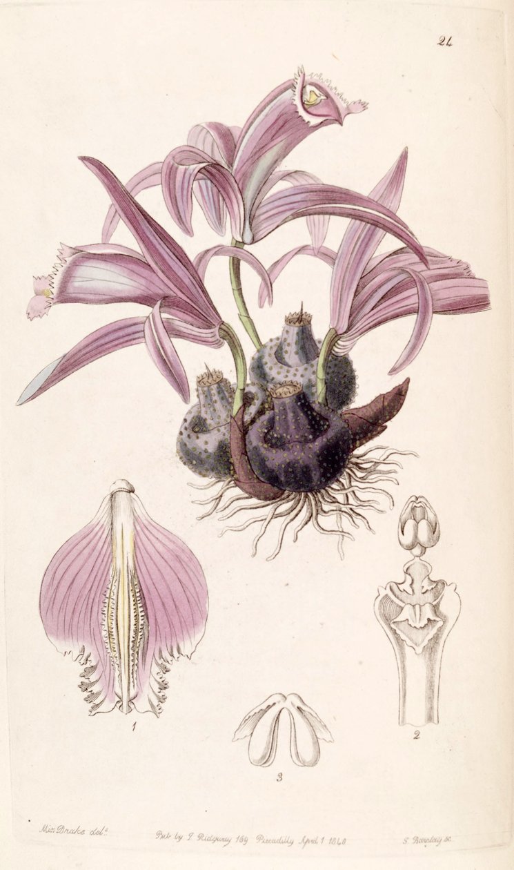 Pleione praecox（syn。Coelogyne wallichianaとして） 作： ミス・ドレイク