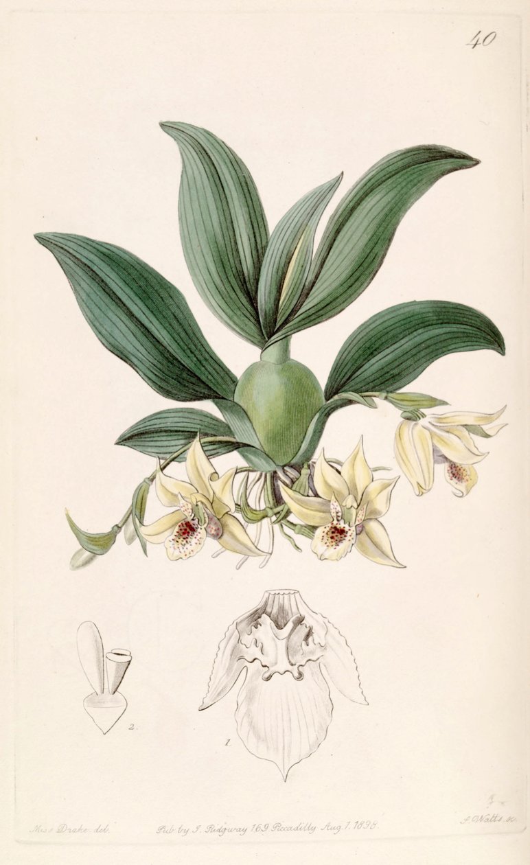 Promenaea rollissonii（同上Maxillaria rollissonii） 作： ミス・ドレイク