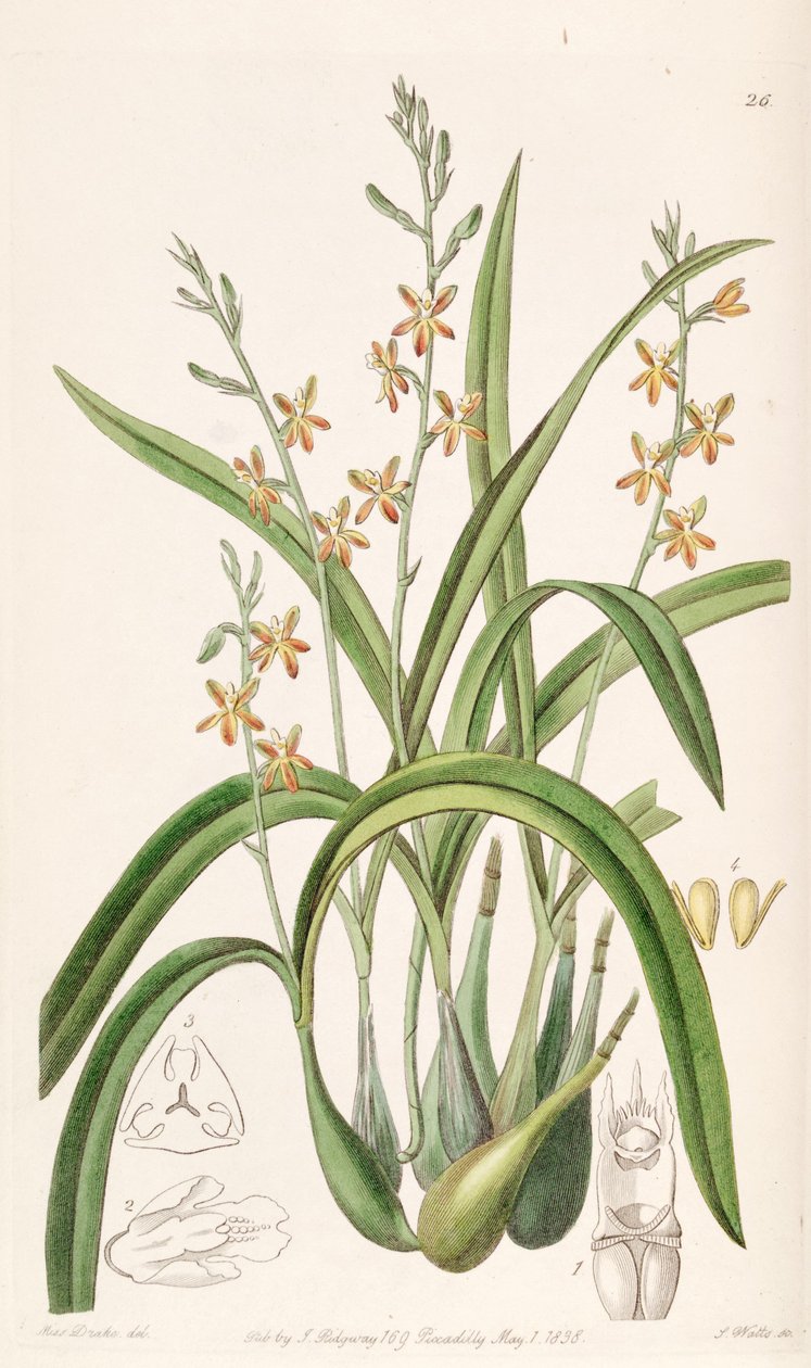 Prosthechea ochracea（syn。Epidendrum ochraceumとして） 作： ミス・ドレイク