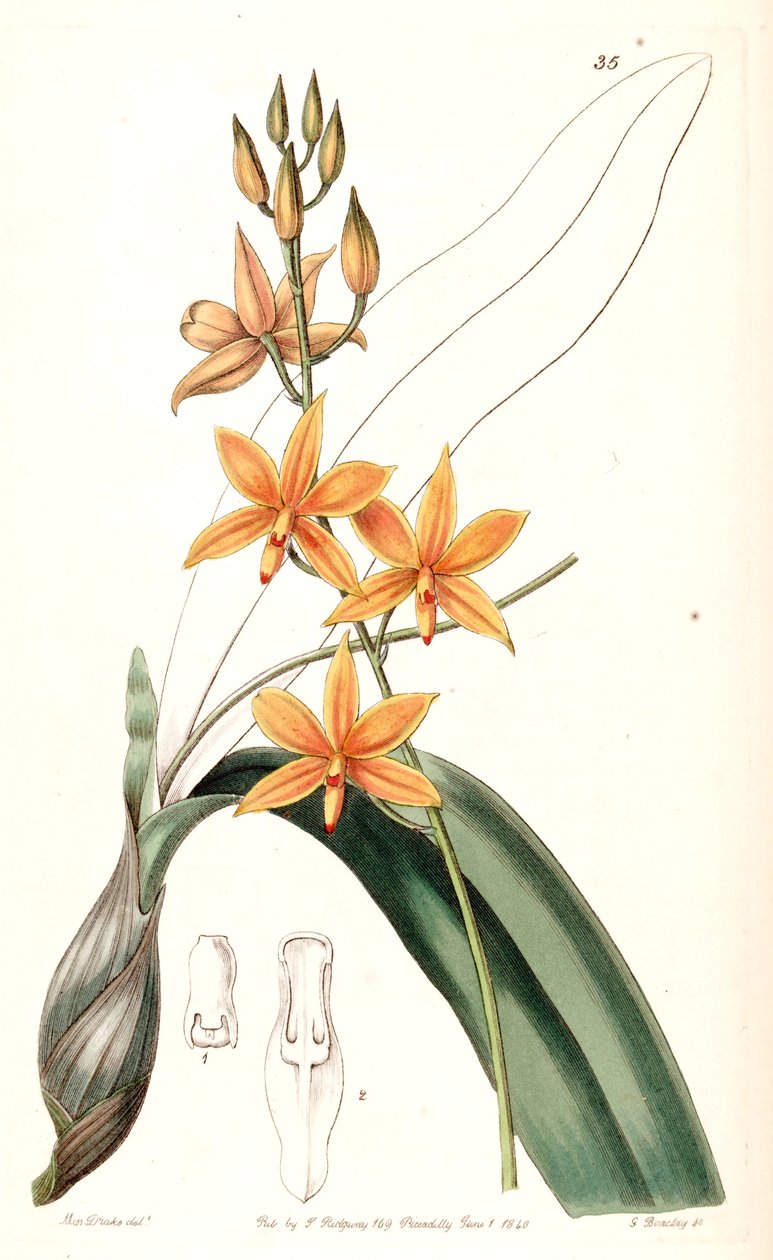 Prosthechea vitellina（syn。Epidendrum vitellinumとして） 作： ミス・ドレイク