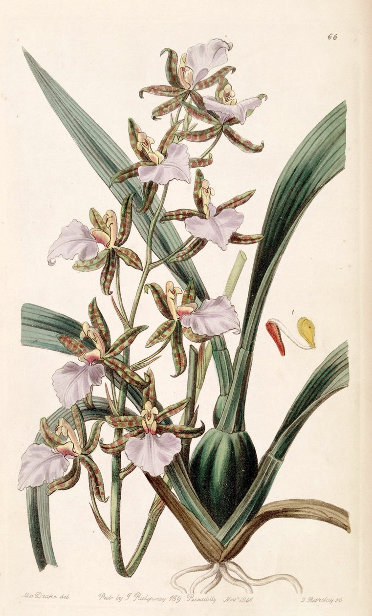 Rhynchostele bictoniensisまたはOdontoglossum bictoniense 作： ミス・ドレイク