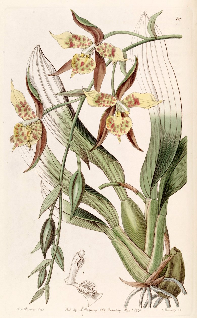 Rhynchostele maculata（同種Odontoglossum maculatumとして） 作： ミス・ドレイク