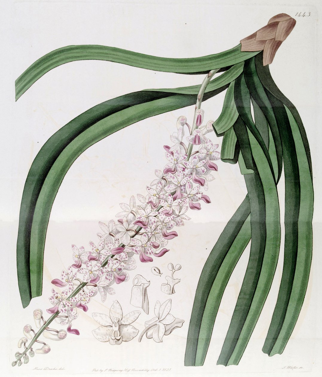 Rhynchostylis retusa（syn。Eulophia mackaianaとして） 作： ミス・ドレイク