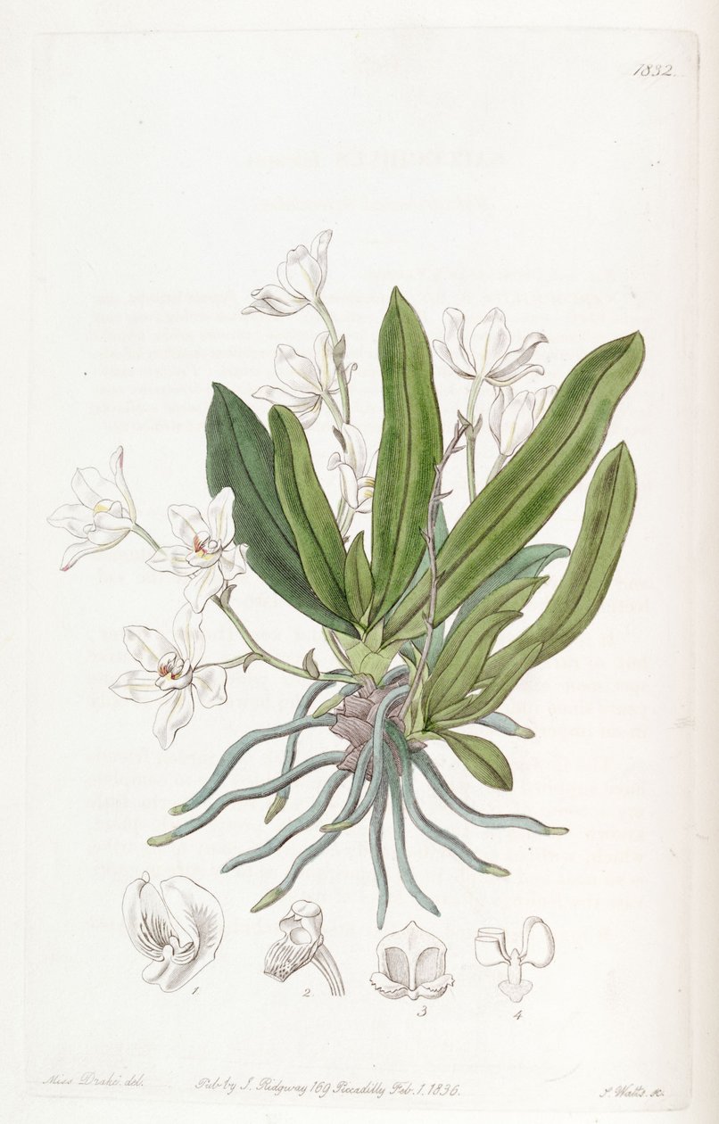 Sarcochilus falcatus 作： ミス・ドレイク