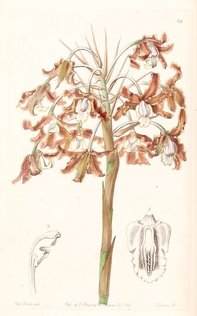 Schomburgkia crispa（Laelia marginataの同義語） 作： ミス・ドレイク