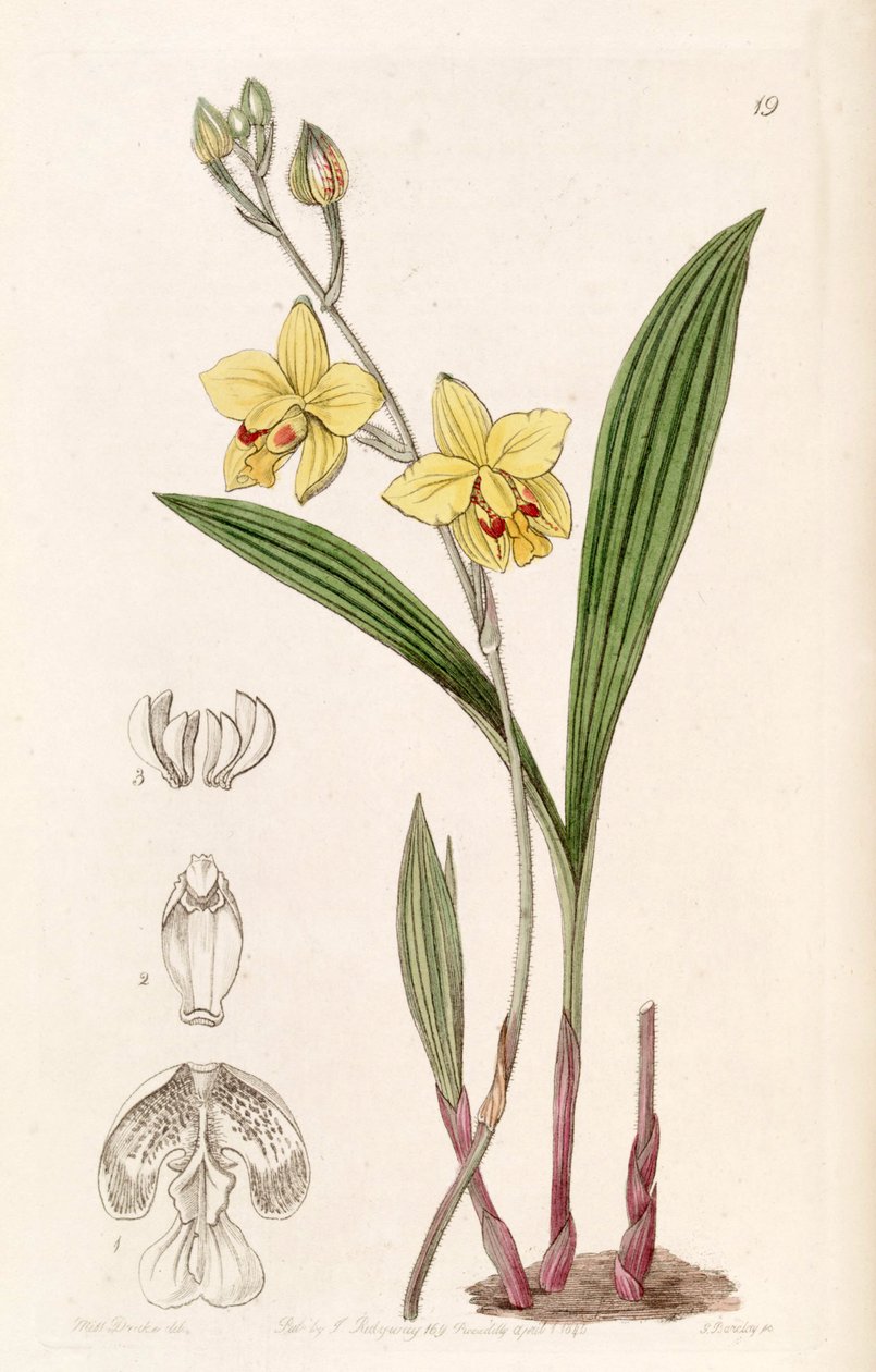 Spathoglottis pubescens（syn。Spathoglottis fortuneiとして、LindleyによりSpathoglottis fortuniとして綴られる） 作： ミス・ドレイク