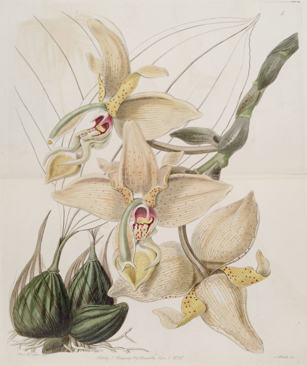 Stanhopea×quadricornis Lindl。 （1838）（Stanhopea grandiflora×Stanhopea wardii） 作： ミス・ドレイク