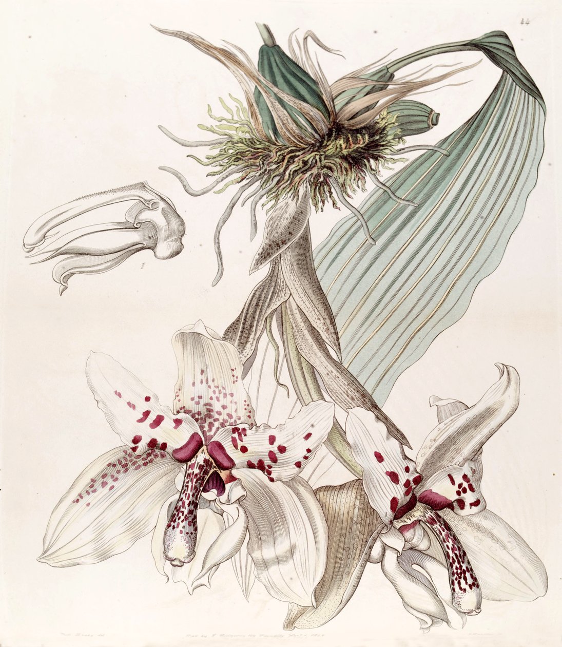 Stanhopea martiana（synhopea martiana var。Bicolorとして） 作： ミス・ドレイク