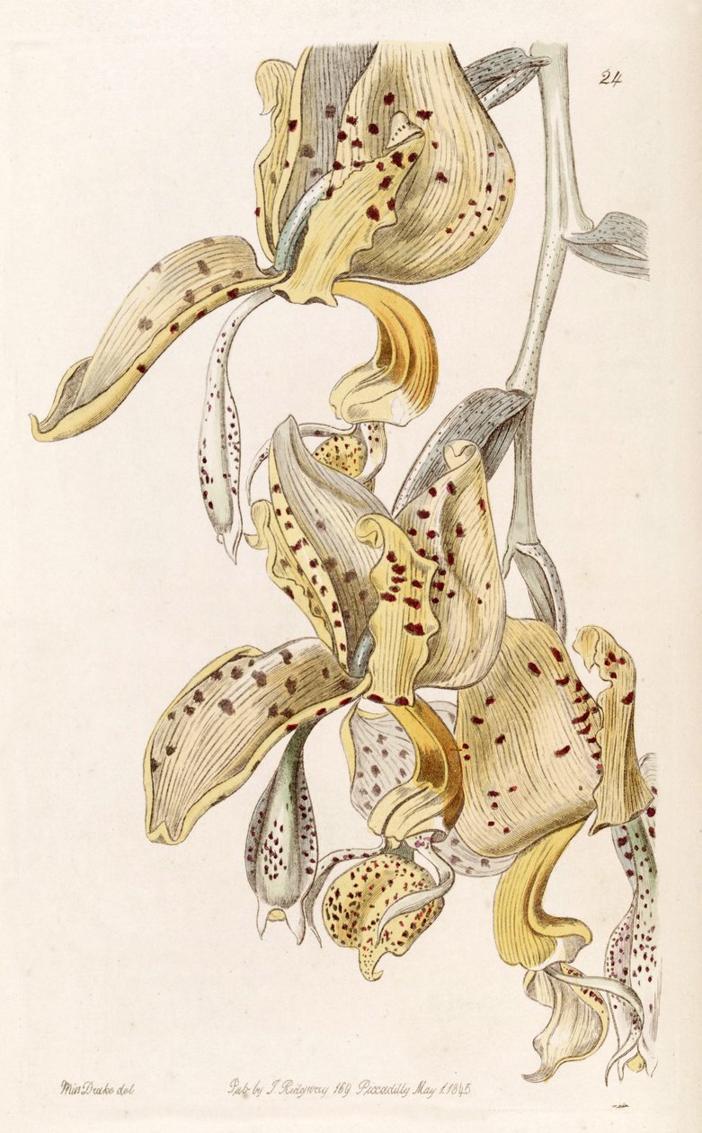 Stanhopea oculata（Synhopea bucephalusとして） 作： ミス・ドレイク
