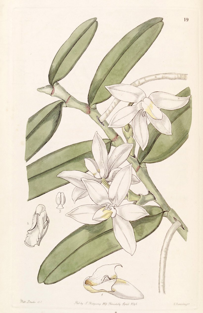 Thrixspermum calceolus（syn。Sarcochilus calceolusとして） 作： ミス・ドレイク