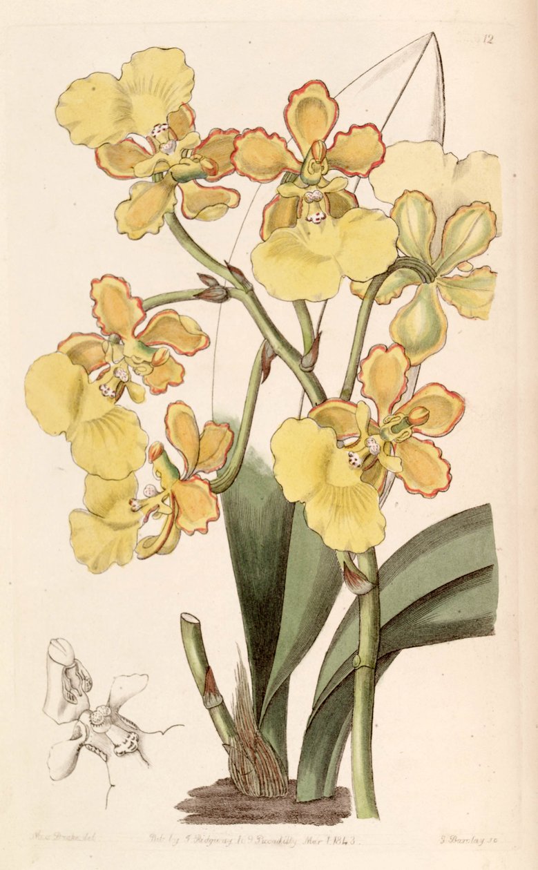 Trichocentrum bicallosum（同義語Oncidioides bicallosum） 作： ミス・ドレイク