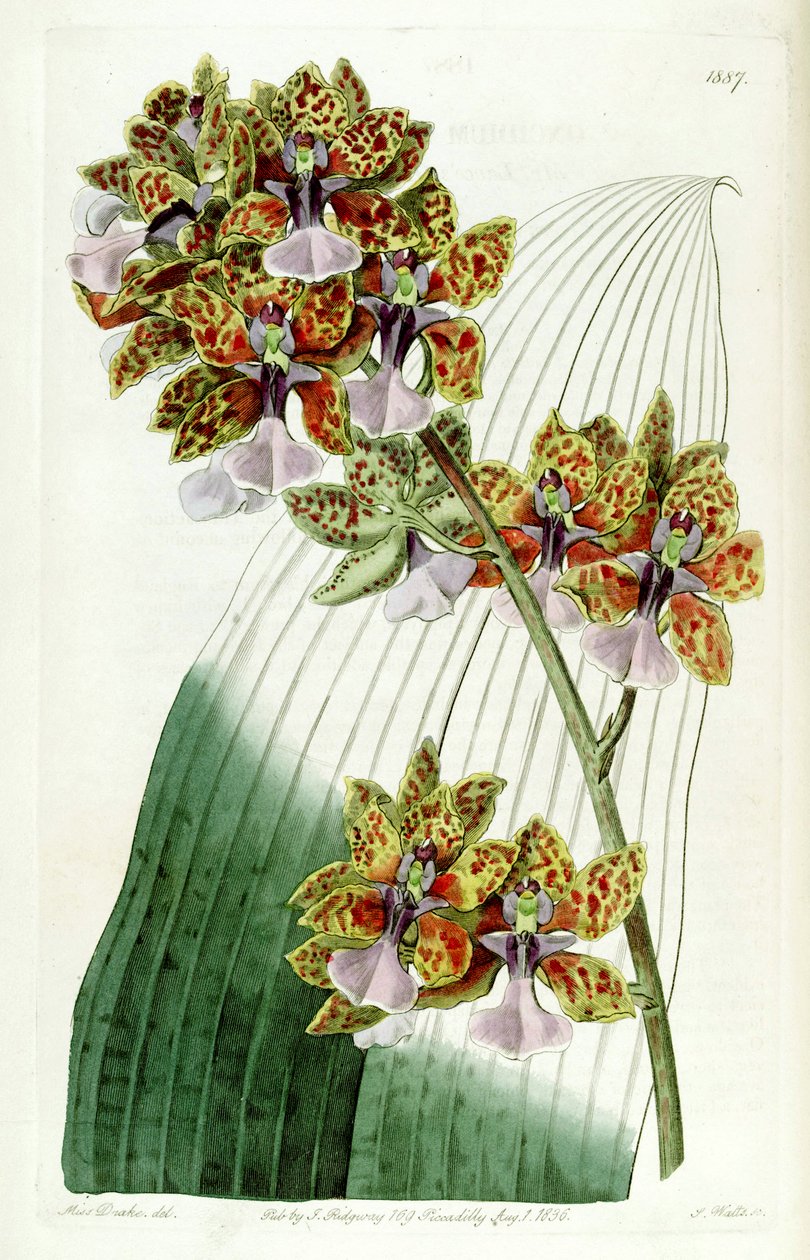 Trichocentrum Lanceaniまたはoncidioides Lanceani 作： ミス・ドレイク