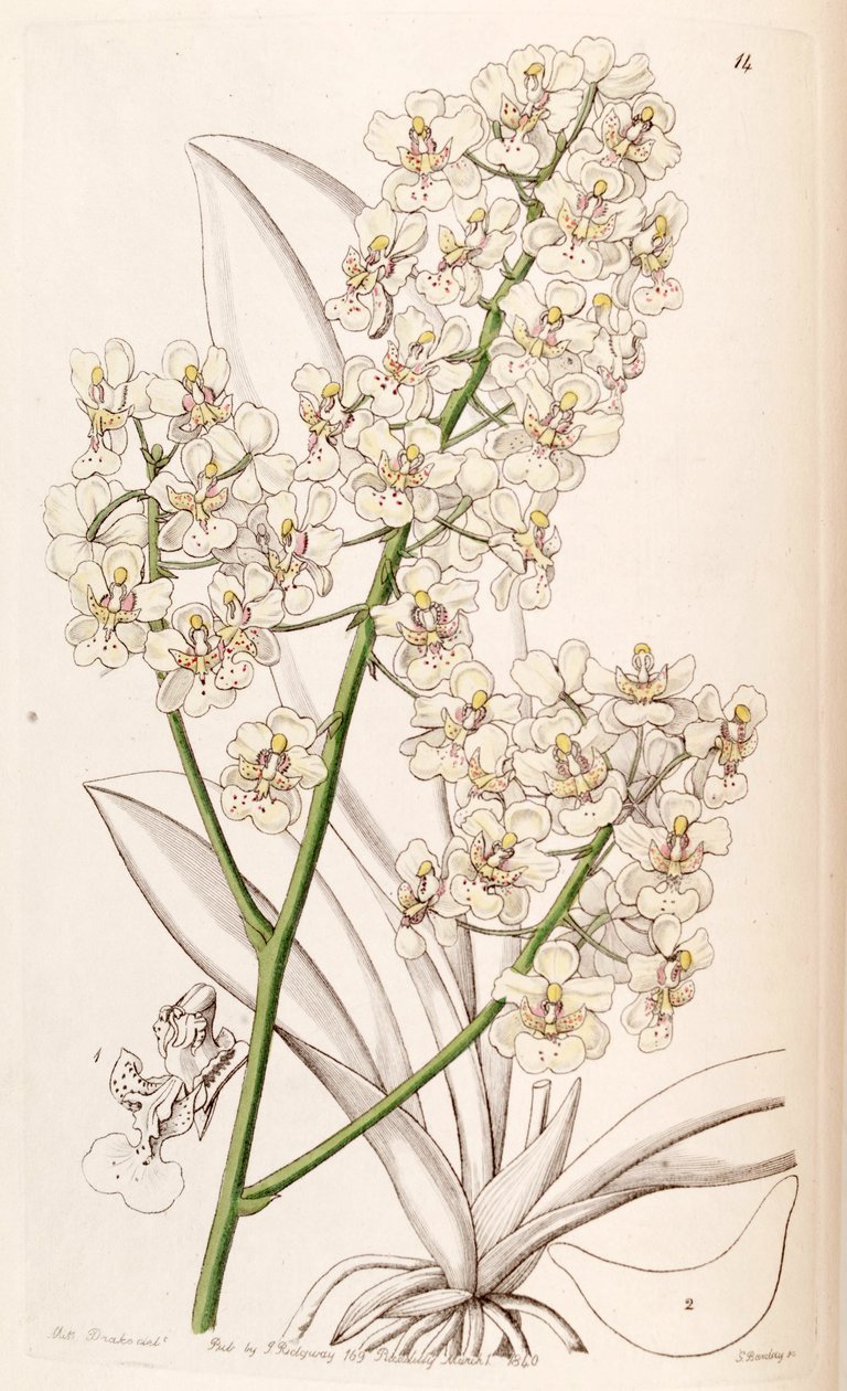 Trichocentrum stramineum（syn。Oncidium stramineumとして） 作： ミス・ドレイク