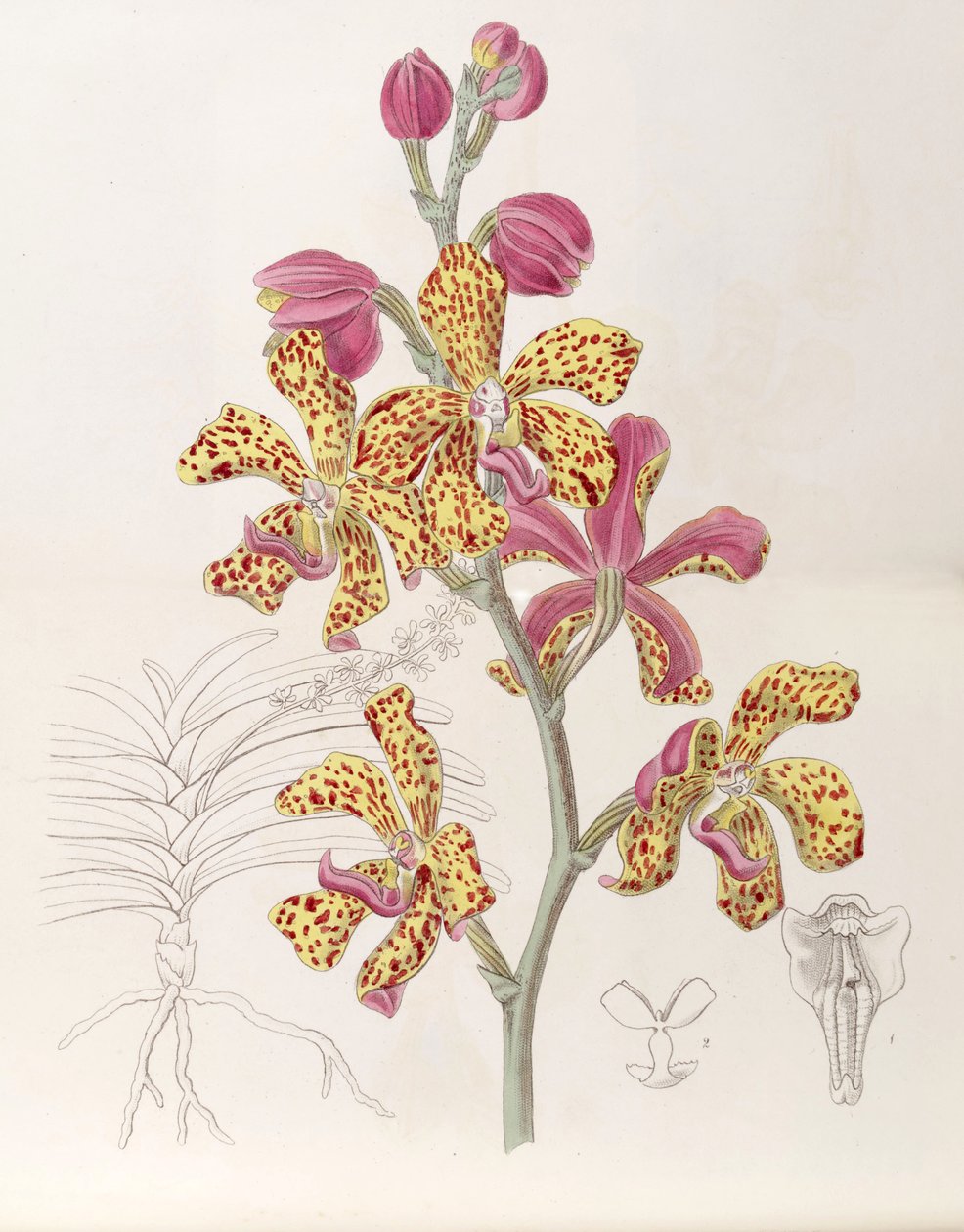 Vandopsis lissochiloides（syn。Vanda batemannii、Vanda batemanniのスペル） 作： ミス・ドレイク