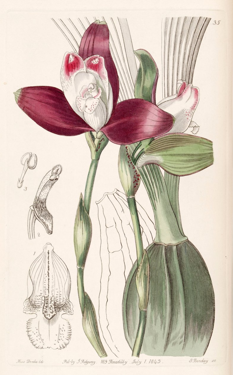 Lycaste macrophylla（syn。Lycaste plana） 作： ミス・ドレイク