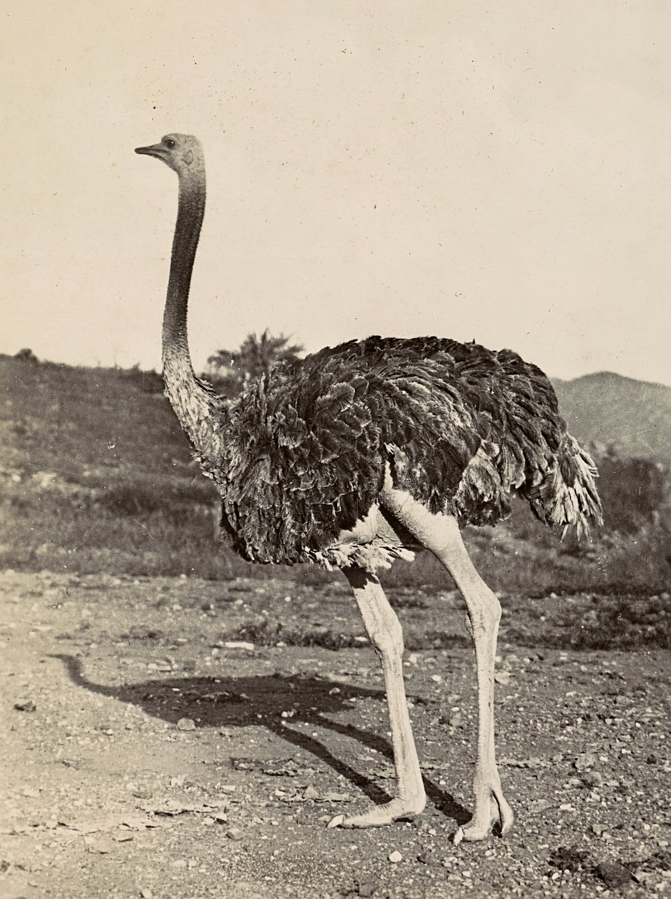 ファシズムの時代に帝国を築く：ダチョウの例 1936年09月05日（モノクロ写真 作： モデスティノ・バルディネッティ