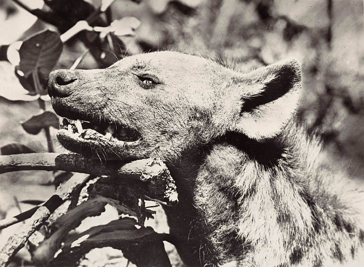 ファシズムの時代に帝国を築く：ハイエナの頭部 1936年09月05日（モノクロ写真 作： モデスティノ・バルディネッティ