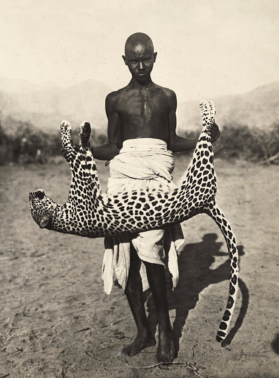ファシズムの時代に帝国を築く：ヒョウを展示するインド人、1936年09月05日（モノクロ写真 作： モデスティノ・バルディネッティ