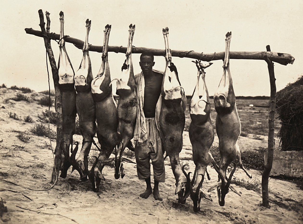 ファシストの時代に帝国を築く：捕獲された鹿たち 1936年09月05日（モノクロ写真 作： モデスティノ・バルディネッティ