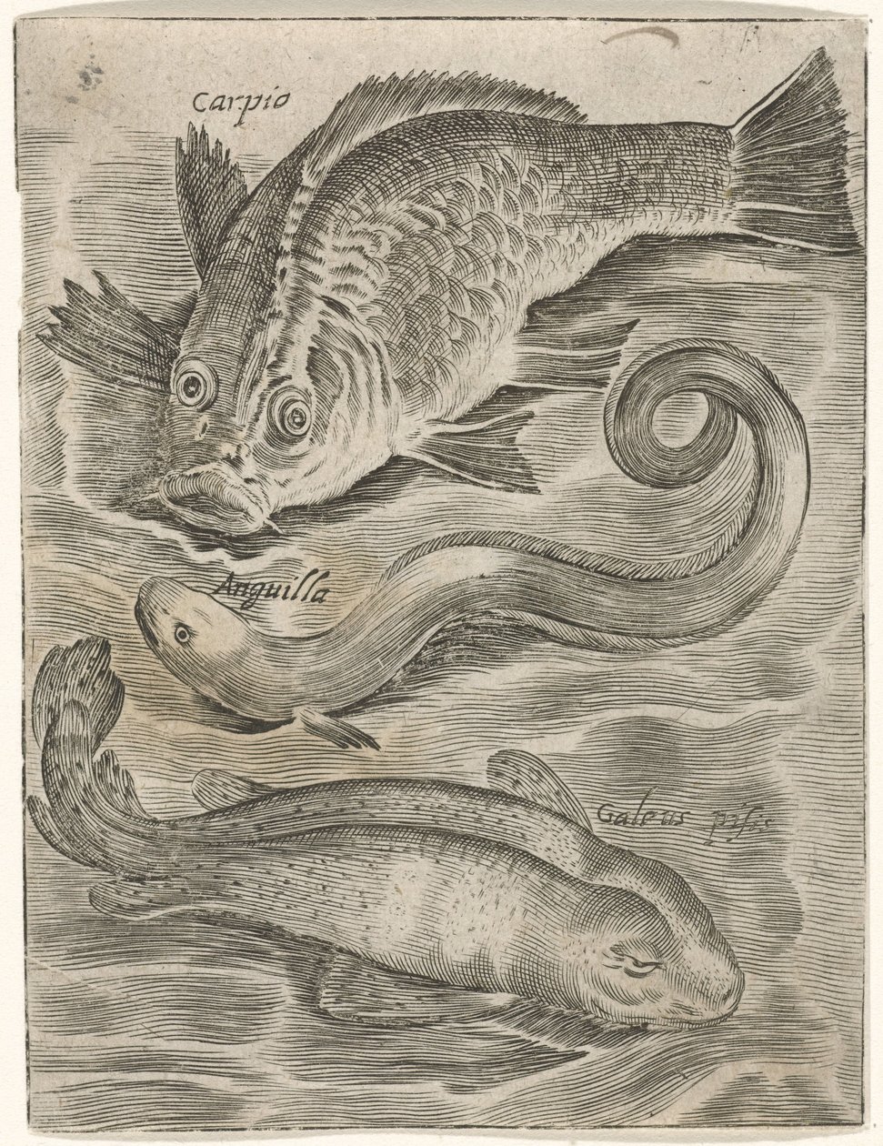 Studieblad と Drie vissen の出会い お魚ライブアイコン（連載タイトル） 作： モノグラムミストP+P