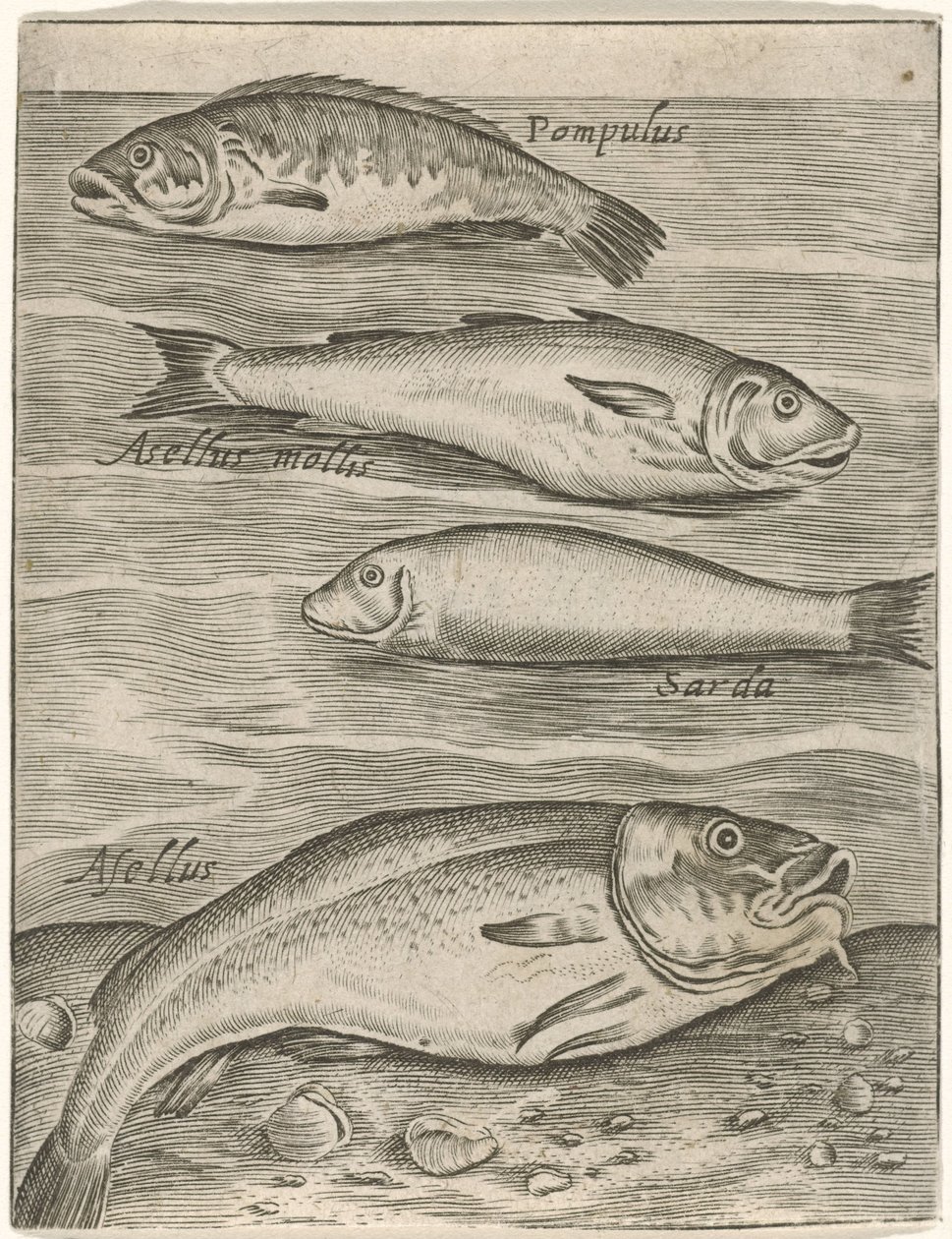 Studieblad は vier vissen に会いました お魚ライブアイコン（連載タイトル） 作： モノグラムミストP+P
