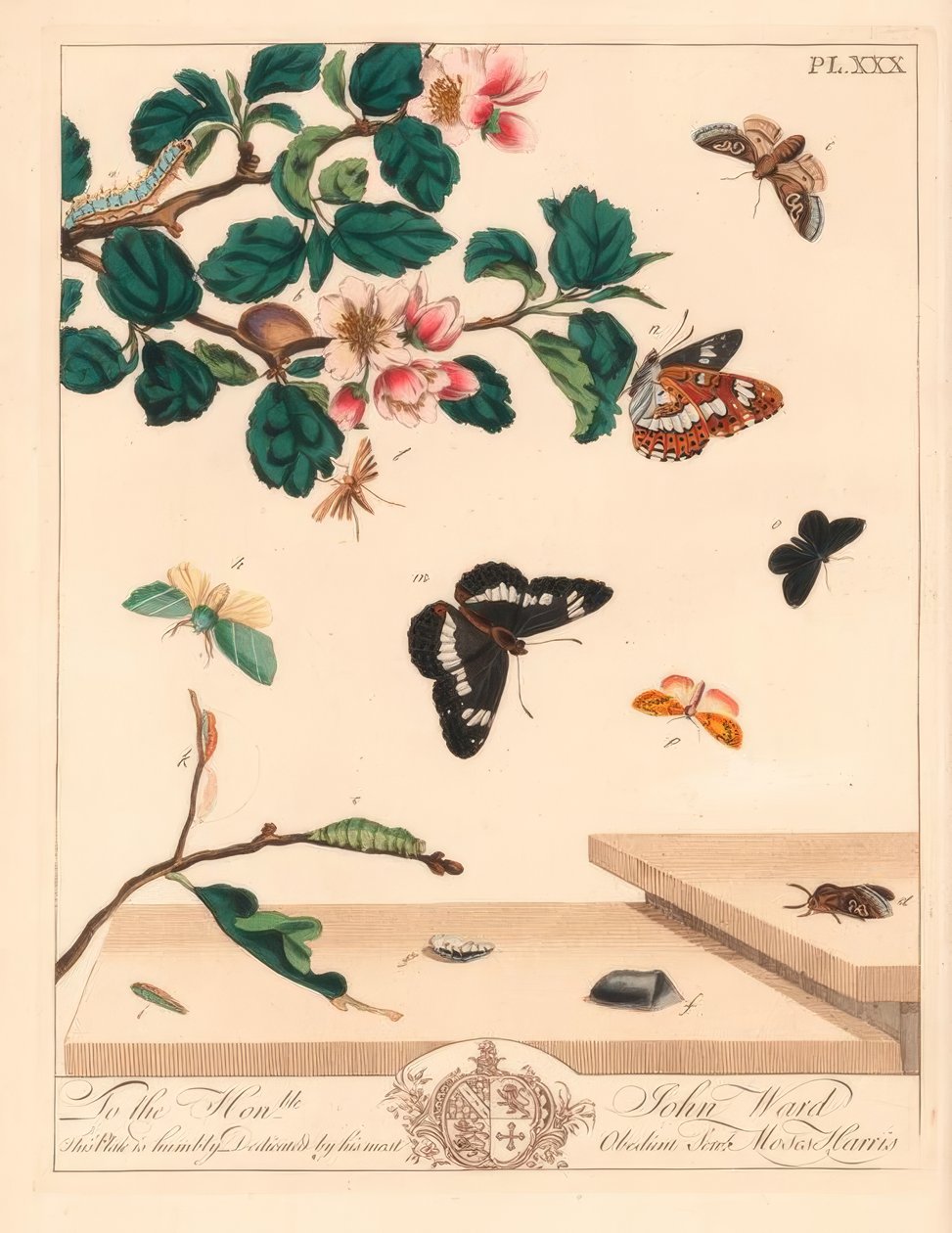 8匹の蛾、Diloba caeruleocephala、白い提督、Limenitis arthemis、煙突掃除人、Odezia atrata、赤いアーチの蛾、Callimorpha miniata、茶色の羽化した蛾、Pterophorus pterodactylus、希少なシルバーライン、Bena bicolorana、および鼻の蛾、ハイペン 作： モーゼス・ハリス
